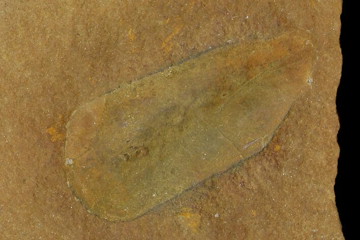 Fossil Egg Case (Lepidocystis) - Illinois #120880